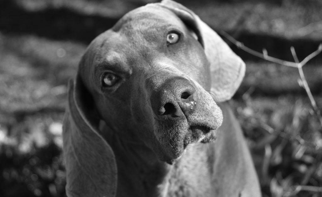 Comprendre les besoins en exercice d'un chien adulte