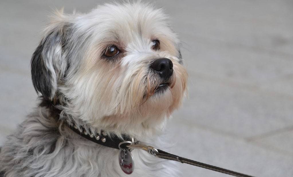 Améliorer le comportement de son chien grâce à un coach canin