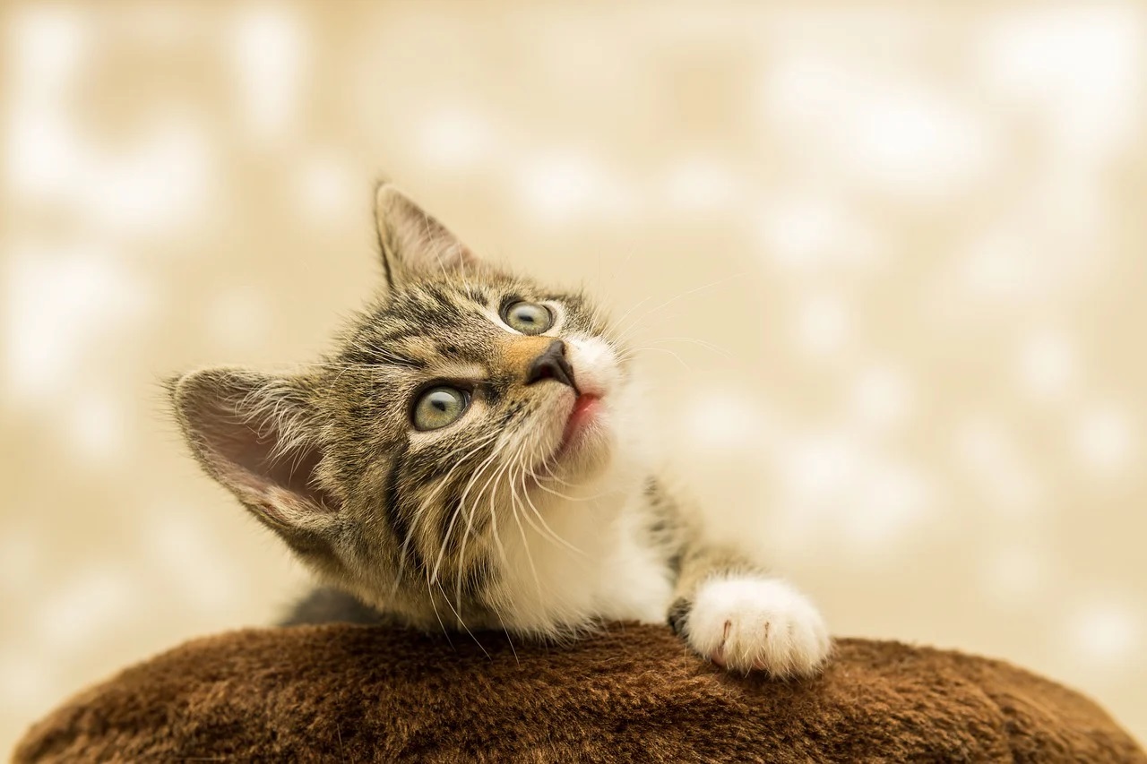 Pourquoi le chat a besoin d'un espace rien qu'à lui ?